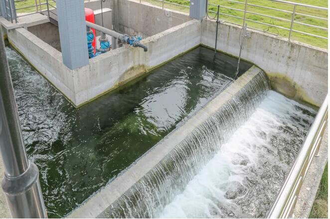 污水凈化后可養(yǎng)魚(yú)？這家污水處理廠真牛！-